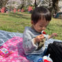 1歳半とのお花見はカオス
