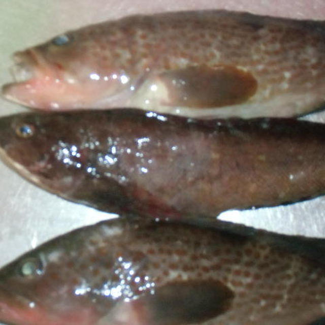 ｚａｂｕ男ちゃん本当に幸せと「この魚なに？」