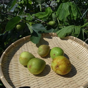 イチジクの育て方 摘果から収穫時期までの管理方法 By 根岸農園さん レシピブログ 料理ブログのレシピ満載