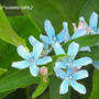 青い花と大雨の後のカルガモ