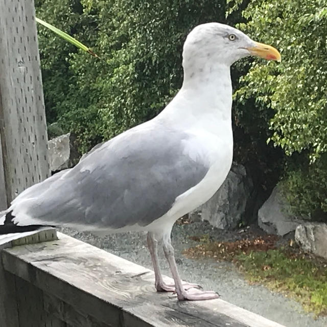 カモメのワガママ