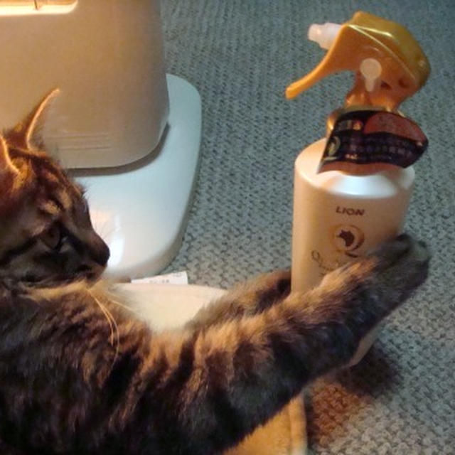 クイック＆リッチ☆猫用トリートメントその後