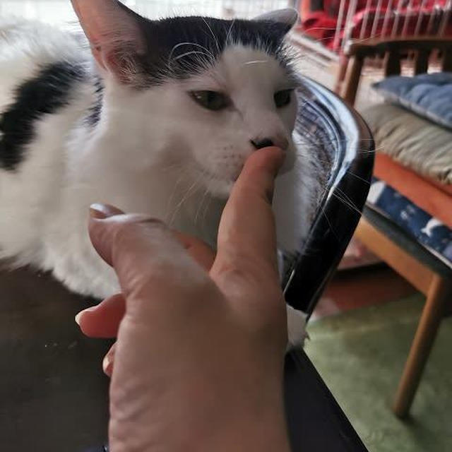 ブヒッ、フゴフゴ…