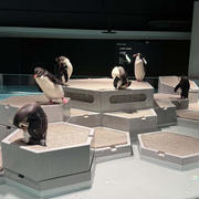 '25 六月の札幌 ～街中でペンギン！