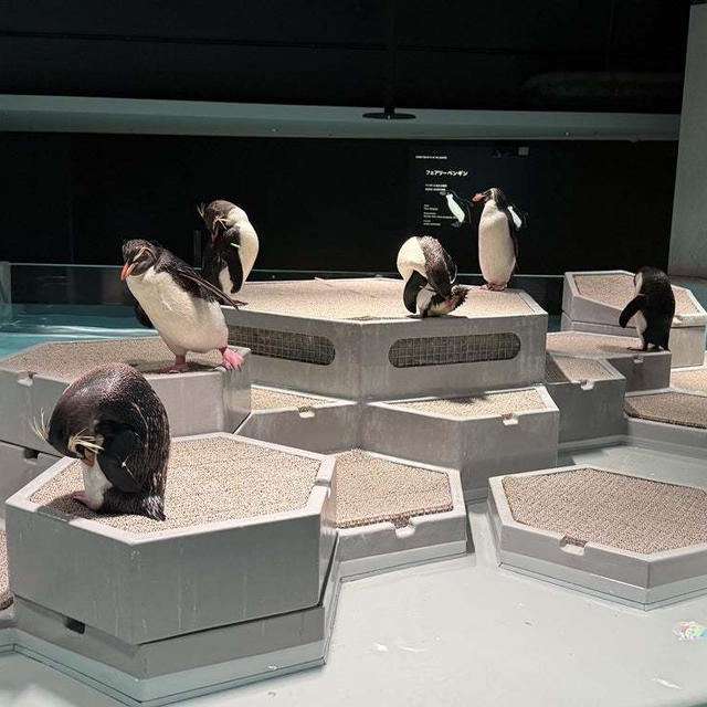'25 六月の札幌 ～街中でペンギン！