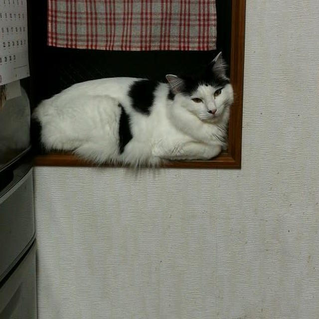 眠気に勝てない…【小梅・さくら・桃之介通信】