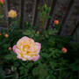 オレンジ✕ピンクのミニバラ2023、最近撮った写真#ameba写真部