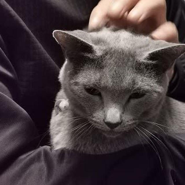 パパっ子