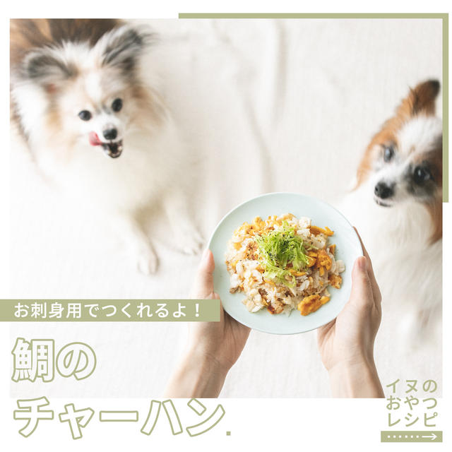 お刺身用の鯛でok 犬用たいめし風チャーハンの作り方 手作り犬おやつレシピ By 犬ごはん先生 いちかわあやこさん レシピブログ 料理ブログのレシピ満載