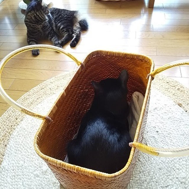 猫とまったりおうち時間♪