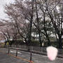 （竜王公園）桜と飛びたくなる景色