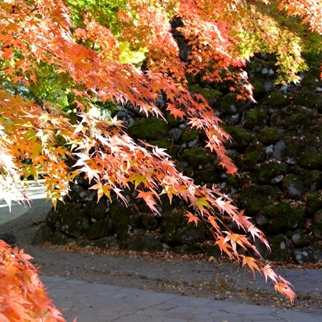 小諸城址公園・「懐古園の紅葉ヶ丘」は見頃ろでした