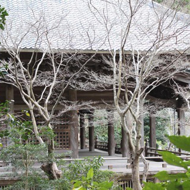 冬の妙本寺