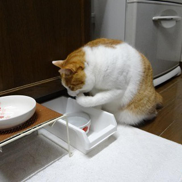 てちてち飲み＆赤大根が止まらない