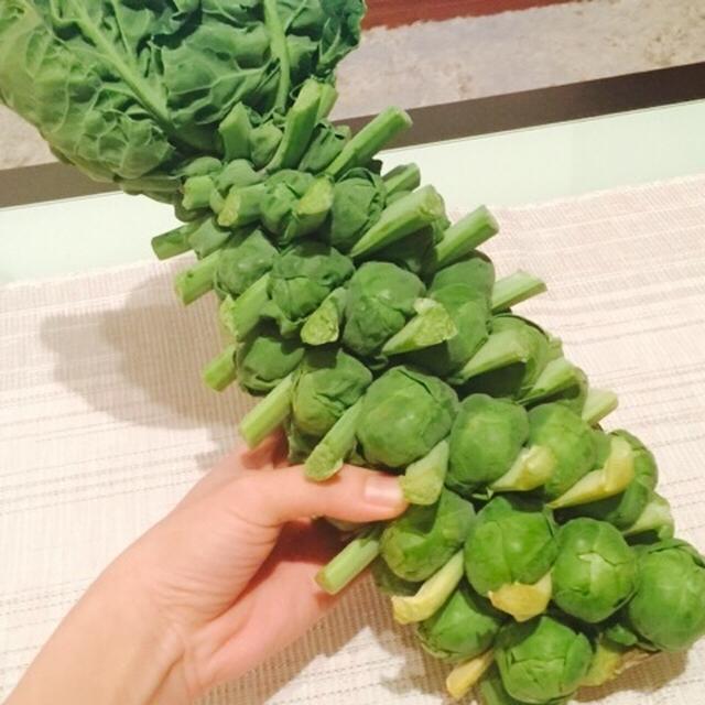初！！芽キャベツの全貌(笑)
