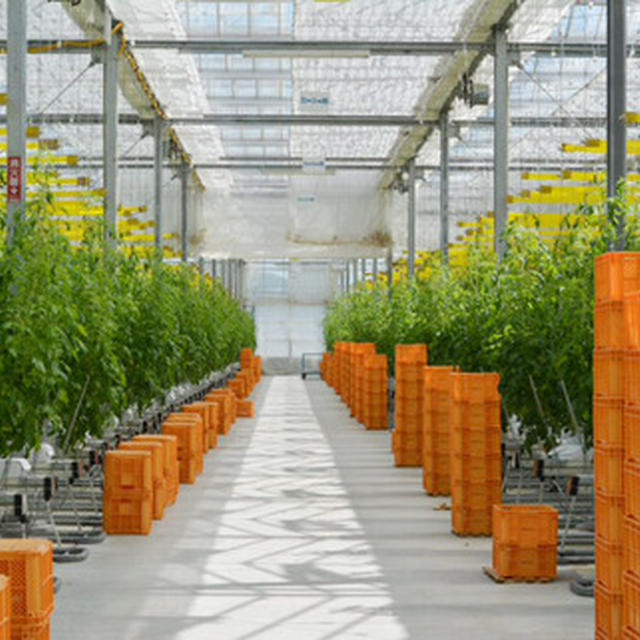 未来の農業を見つめる「マキシマファーム」大規模施設園芸