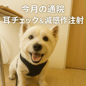 耳もOK！しろくなる理由と減感作注射の日