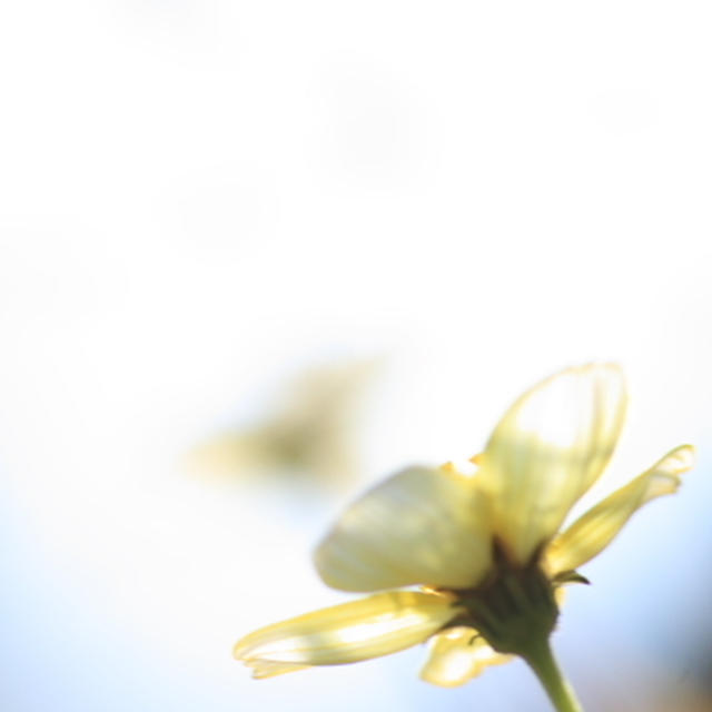 今日はめずらしくお花の写真♪