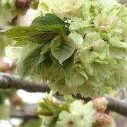 八重桜＊御衣黄桜（ギョイコウザクラ）＊幸せを呼ぶ桜