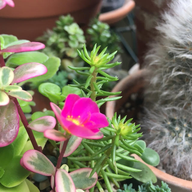 マジカルキューティーの花粉と軽い昼飯