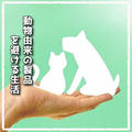 犬猫の食肉文化は今もある！