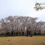 【2025年・桜】八幡山公園の桜