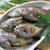 博多名物☆あぶってかも