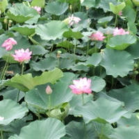 仏さまの花