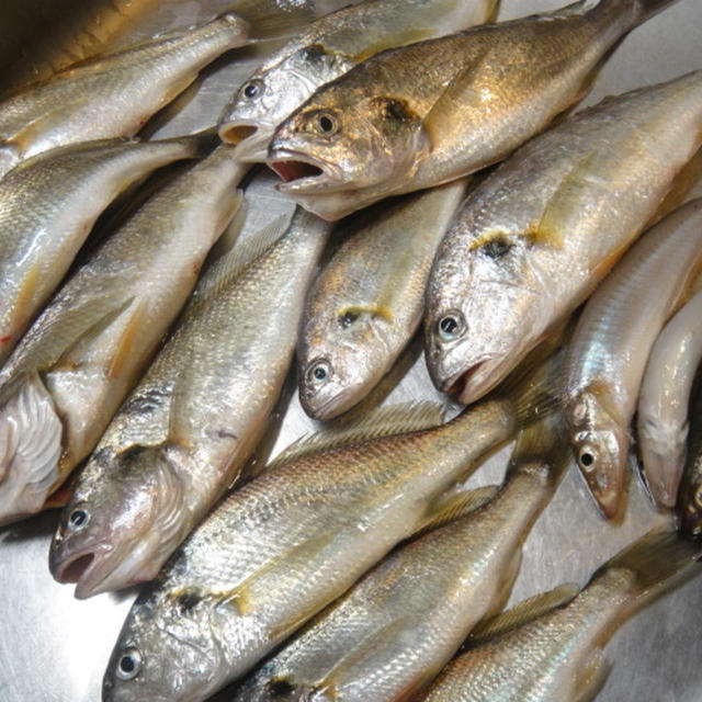 釣りたて魚＆晩御飯日記♪