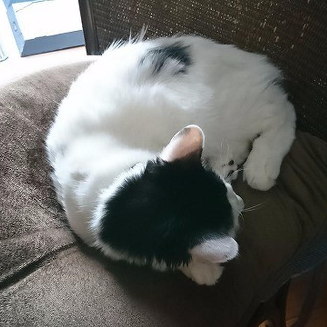 【小梅・さくら・桃之介通信】雨の日はつまらない...