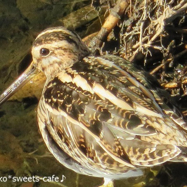 ＊冬の野鳥＊タシギ＊