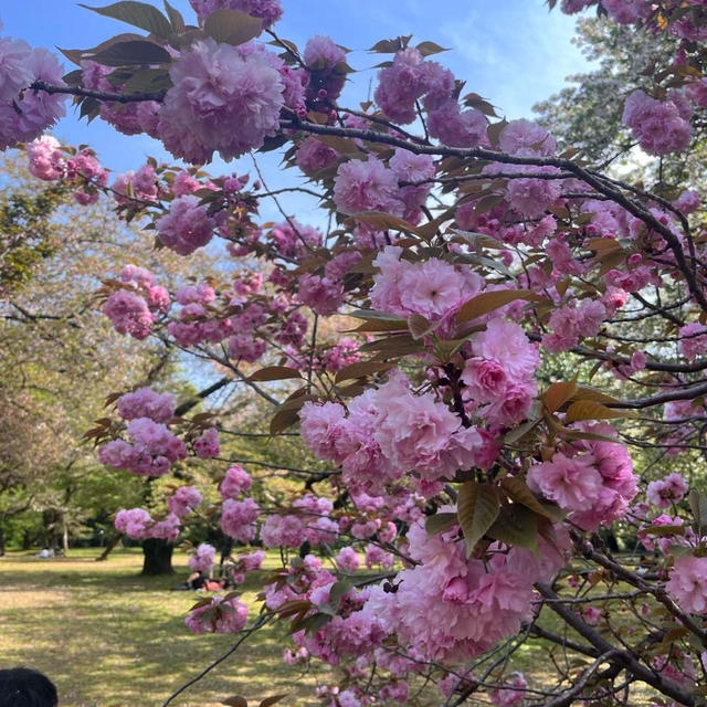 新宿御苑の桜６　ピンクが濃い八重桜たち
