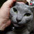 頭を撫でられるのが好きな猫