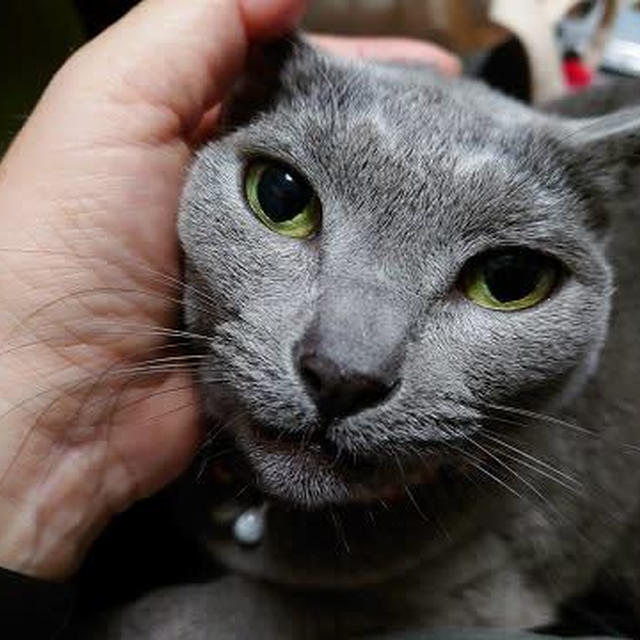頭を撫でられるのが好きな猫