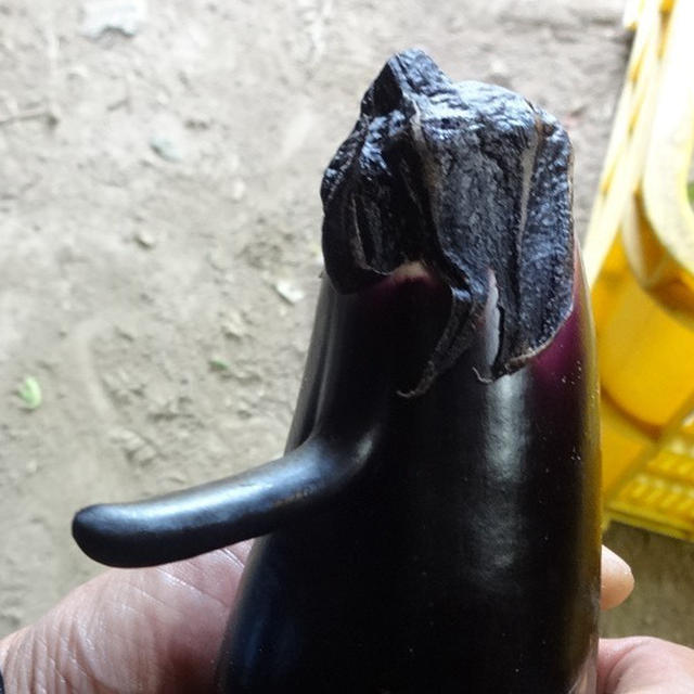 ナスのはな