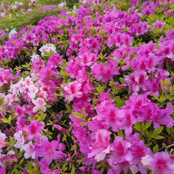 5月4日