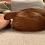 ひめシッポカップ