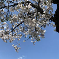 日々のかけら・4月