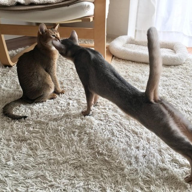 ペロリを勝ち取ったぼくちん