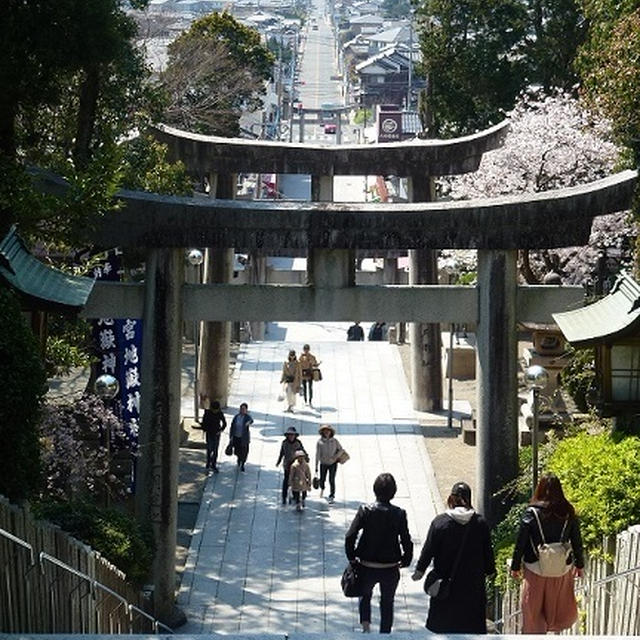 宮地嶽神社の桜と 光の道 レシピブログ