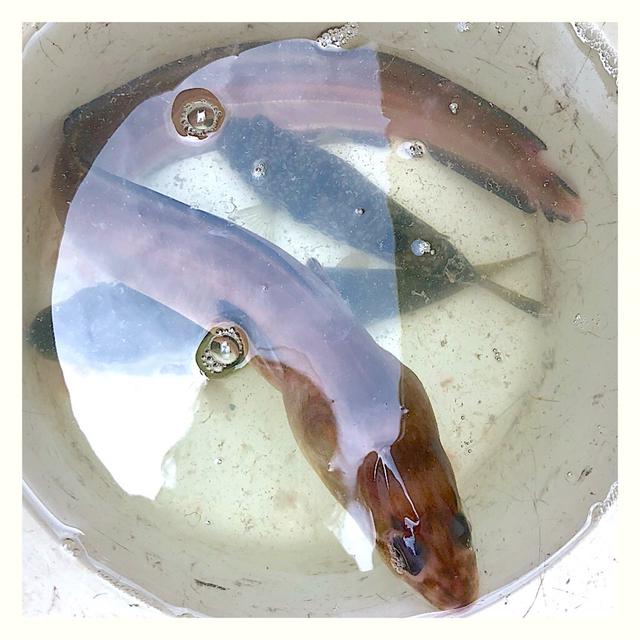 ショウサイフグ釣り〜♪