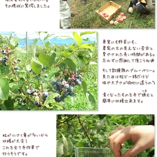 ■お仕事 de モモ狩り＆ブルーベリー狩り■