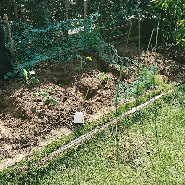 冬野菜の苗を植えました！