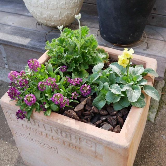 四角い鉢の寄せ植え#最近撮った写真は