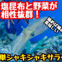 【レシピ】いかとベビーリーフのサラダ！旨味と塩分と香りの共演！