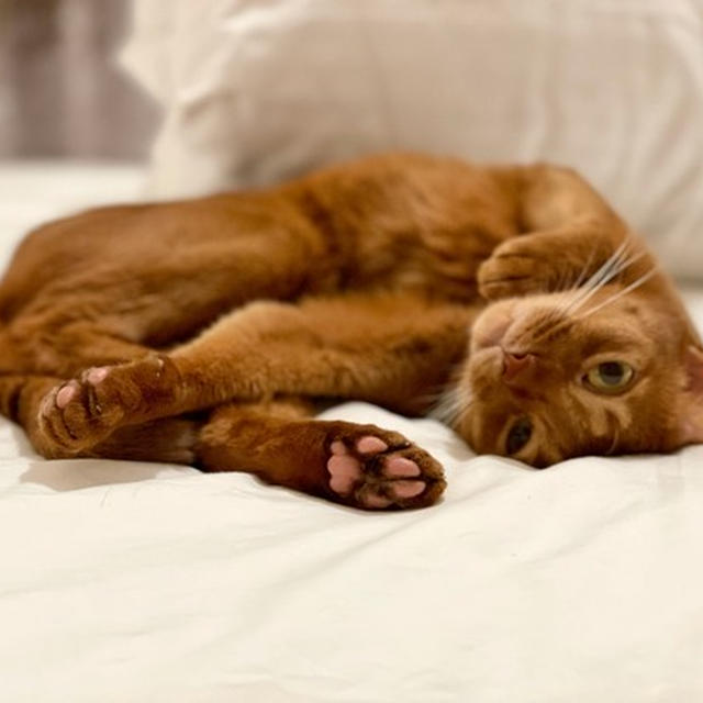 洗い立てのシーツで一番最初に寝るのは、ほぼ100%ねこ