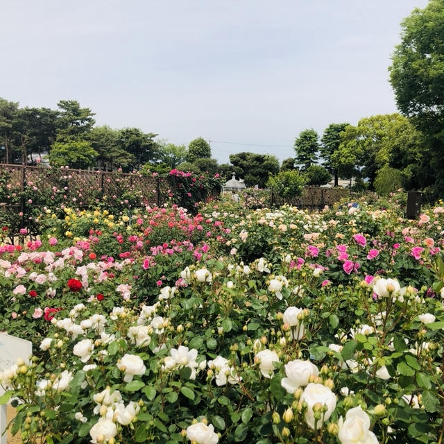 敷島　薔薇が満開