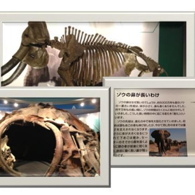 マンモスYUKAみてきたよ♪
