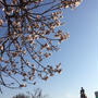 ボストンの桜