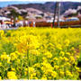 ■そうだ、お花見に行こう～♪今度は花見山 (*´艸｀)■其之一
